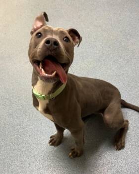 Tiana -  Pit Bull Terrier Dog for Adoption in Suffolk, Virginia - Tiana | PetCurious