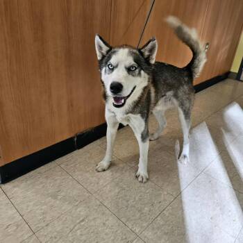 Rescue Husky Dogs for Adoption in Ludington, Michigan - Samson | PetCurious