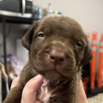 Glory -  Pit Bull Terrier Dog for Adoption in East St. Louis, Illinois - Glory | PetCurious