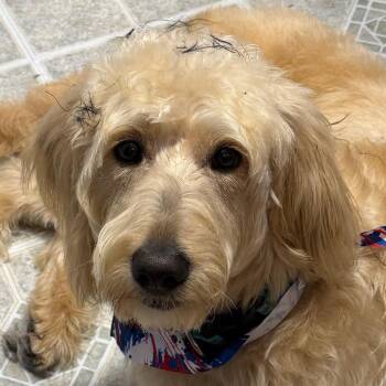 Laynie -  Labrador Retriever and Standard Poodle Dog for Adoption in Greenfield, Indiana - Laynie | PetCurious