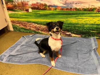 A553980 -  Australian Shepherd and Mixed Breed Dog for Adoption in Moreno Valley, California - A553980 | PetCurious