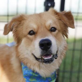 KILO -  Golden Retriever Dog for Adoption in San Antonio, Texas - KILO | PetCurious