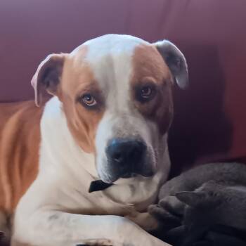 JASON -  Pit Bull Terrier Dog for Adoption in Morganton, North Carolina - JASON | PetCurious