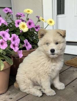 Sheepadoodle and Samoyed Dogs Available for Adoption in Los Angeles, California - Angus | PetCurious