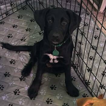 Merlin -  Mixed Breed Dog for Adoption in Buffalo, Minnesota - Merlin | PetCurious