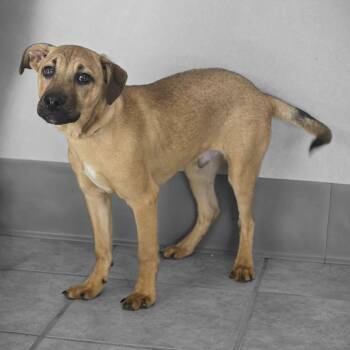 Mixed Breed Dogs Available for Adoption - Buster | PetCurious