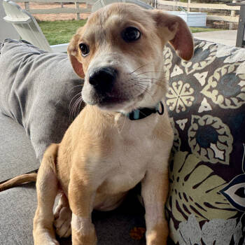 Rescue Terrier and Mixed Breed Dogs for Adoption in Parker, Colorado - 861 (2025) Snoopy | PetCurious