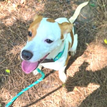 Terrier Dogs Available for Adoption in Birmingham, Alabama - Wishbone | PetCurious