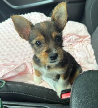 Poppet * -  Terrier Dog for Adoption in West Palm Beach, Florida - Poppet * | PetCurious