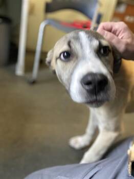 HEATHCLIFF* -  Siberian Husky and German Shepherd Dog Dog Available for Adoption in Santa Cruz, California - HEATHCLIFF* | PetCurious
