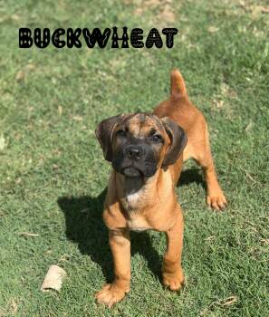 Buckwheat -  Cane Corso Dog for Adoption in Lutz, Florida - Buckwheat | PetCurious