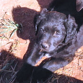 Rescue Rottweiler and Spaniel Dogs for Adoption in Rutherfordton, North Carolina - Bear | PetCurious