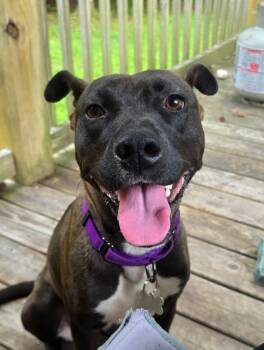 Rescue Pit Bull Terrier Dogs for Adoption in New Bern, North Carolina - Brie | PetCurious