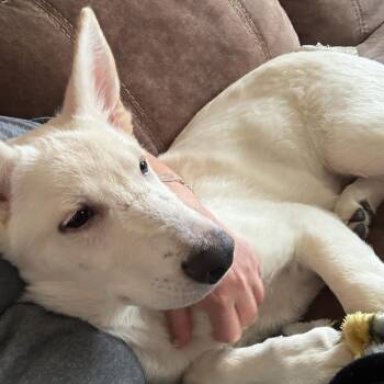 Ghost PC -  German Shepherd Dog Dog for Adoption in Goliad, Texas - Ghost PC | PetCurious