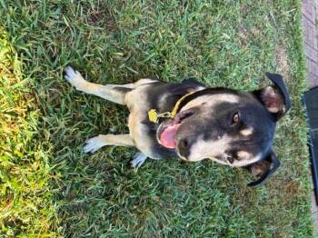 Rescue German Shepherd Dog and Labrador Retriever Dogs for Adoption in New Orleans, Louisiana - Tobee | PetCurious