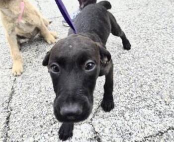 Poodle Dogs Available for Adoption in Houston, Texas - A654361 | PetCurious