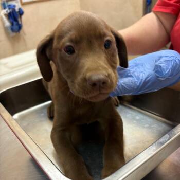 Labrador Retriever Dogs Available for Adoption in Birmingham, Alabama - Yoplait | PetCurious