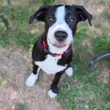 Elmo -  Great Dane and Mixed Breed Dog for Adoption in Metamora, Michigan - Elmo | PetCurious