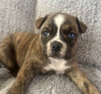 Pit Bull Terrier and Mixed Breed Dogs Available for Adoption - POTATO | PetCurious