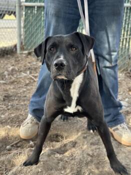 Rescue Mixed Breed Dogs for Adoption in Moses Lake, Washington - Speedracer | PetCurious