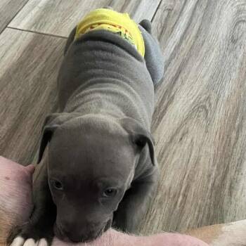 Rescue Pit Bull Terrier and Boxer Dogs for Adoption in Phoenix, Arizona - CoCo Aka Gracie | PetCurious