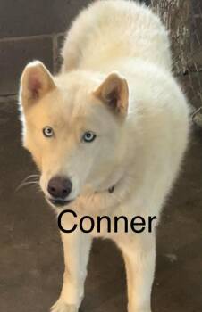 Connor -  Husky Dog for Adoption in Princeton, Indiana - Connor | PetCurious