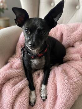 Choo Choo -  Chihuahua Dog for Adoption in Torrance, California - Choo Choo | PetCurious