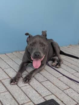 Pit Bull Terrier and Mixed Breed Dogs Available for Adoption in New Orleans, Louisiana - Jolene | PetCurious