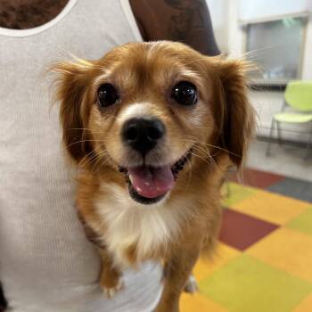 Cristina -  Yorkshire Terrier and Bichon Frise Dog for Adoption in Philadelphia, Pennsylvania - Cristina | PetCurious