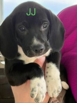 JJ -  Hound Dog for Adoption in Saint Francisville, Louisiana - JJ | PetCurious