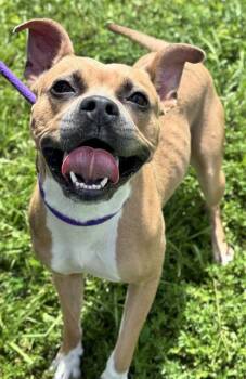 MARY PUPPINS -  American Staffordshire Terrier Dog for Adoption in Fort Lauderdale, Florida - MARY PUPPINS | PetCurious