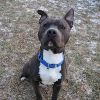 Pit Bull Terrier and Mixed Breed Dogs Available for Adoption in Springfield, Illinois - Bryce | PetCurious