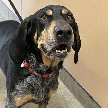 Cash -  Mixed Breed Dog for Adoption in Dubuque, Iowa - Cash | PetCurious