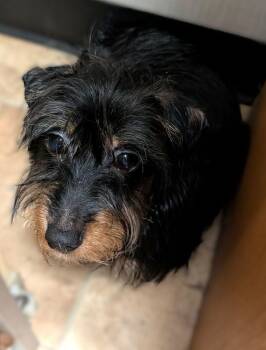 Bucky -  Terrier and Chihuahua Dog for Adoption in Savannah, Georgia - Bucky | PetCurious