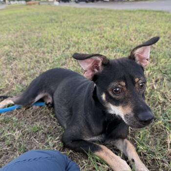 Beau -  Chihuahua and Jack Russell Terrier Dog for Adoption in Harlingen, Texas - Beau | PetCurious