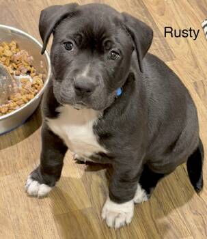 Black Labrador Retriever and Border Collie Dogs Available for Adoption - Rusty Wallace | PetCurious