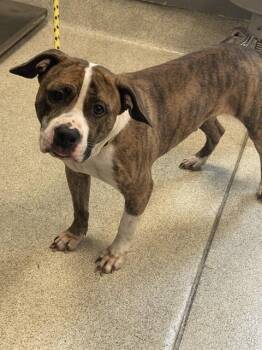 Pit Bull Terrier Dogs Available for Adoption in Tallahassee, Florida - EARL | PetCurious