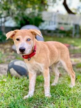 Sneezy Puppy - LOCAL -  Carolina Dog Dog for Adoption in Princeton, Massachusetts - Sneezy Puppy - LOCAL | PetCurious