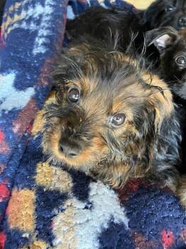 MIA ANE -  Rottweiler and Labrador Retriever Dog for Adoption in Camarillo, California - MIA ANE | PetCurious