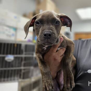 Pit Bull Terrier Dogs Available for Adoption - Parker | PetCurious