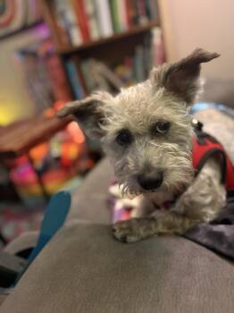 Monterey Jack -  Terrier and Mixed Breed Dog for Adoption in The Woodlands, Texas - Monterey Jack | PetCurious