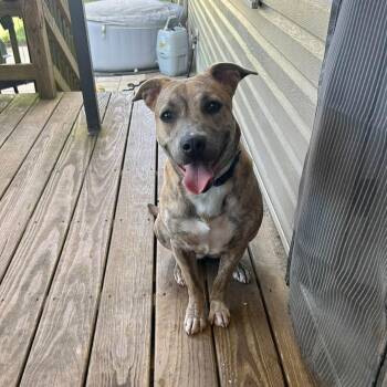 Cher -  Mixed Breed Dog for Adoption in Manchester, Tennessee - Cher | PetCurious