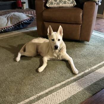 Rescue German Shepherd Dog Dogs for Adoption in Greensboro, North Carolina - Aleera | PetCurious