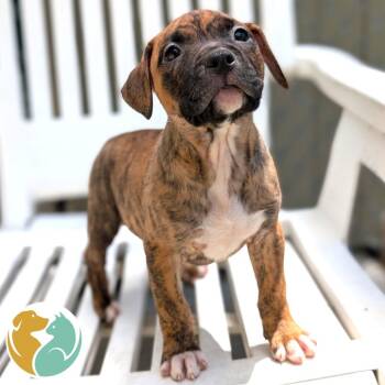 Cuatro -  Pit Bull Terrier Dog for Adoption in Toledo, Ohio - Cuatro | PetCurious