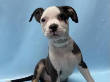 Petey -  Pit Bull Terrier and Mixed Breed Dog for Adoption in Minneapolis, Minnesota - Petey | PetCurious
