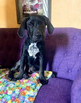Case Lonestar -  Labrador Retriever Dog for Adoption in Rockaway, New Jersey - Case Lonestar | PetCurious