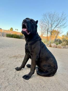 Cane Corso Dogs Available for Adoption - Kaine | PetCurious