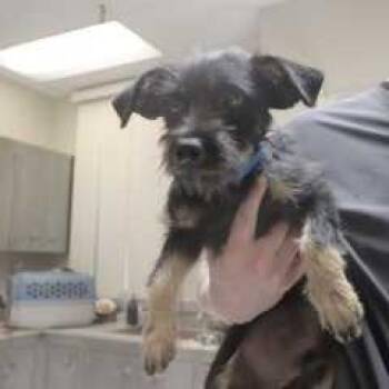 Tortilla -  Miniature Schnauzer and Miniature Poodle Dog for Adoption in Oceanside, California - Tortilla | PetCurious
