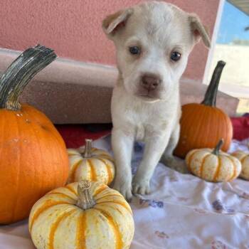 Rescue Labrador Retriever Dogs for Adoption in San Antonio, Texas - Pearl | PetCurious