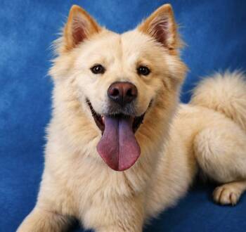 KUMA -  Chow Chow and Mixed Breed Dog Available for Adoption in Pearland, Texas - KUMA | PetCurious